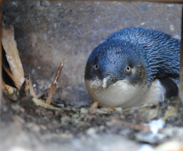Oamaru Little Blue Penguin