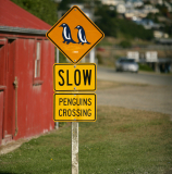 Oamaru's Penguin Colony is a real drawcard to the area - image supplied by Tourism Waitaki