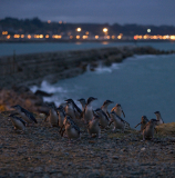 Oamaru Blue Penguin Colony - image supplied by Tourism Waitaki