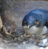 Oamaru little blue penguin - image supplied by Tourism Waitaki